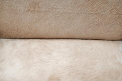 Pair of Norwegian Armchairs in Cowhide Norway ca 1930s