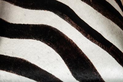 Pair of Zebra Chairs