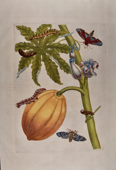 Papaya and Moth Metamorphosis 18th C Hand colored Engraving by Maria Merian