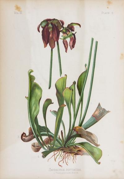 Parrot Headed Pitcher Plant Botanical Print on Paper USA Early 20th C 