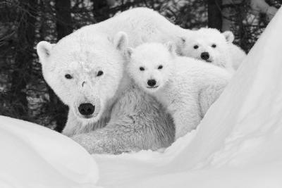 Paul Nicklen A MOTHER S UNIVERSE 15 
