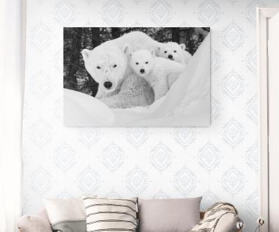 Paul Nicklen A MOTHER S UNIVERSE 15 