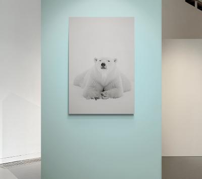 Paul Nicklen ARCTIC NOMAD 5 30 