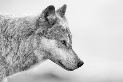 Paul Nicklen COASTAL GUARDIAN 3 10 