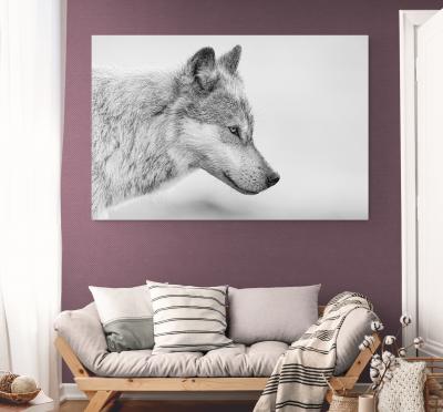 Paul Nicklen COASTAL GUARDIAN 3 10 