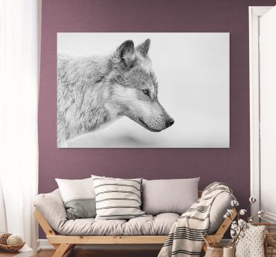 Paul Nicklen COASTAL GUARDIAN 3 10 