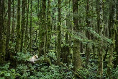 Paul Nicklen COASTAL SPIRIT 6 15 