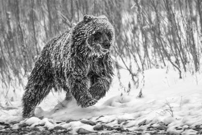 Paul Nicklen COLD PURSUIT