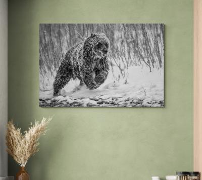 Paul Nicklen COLD PURSUIT 8 20 