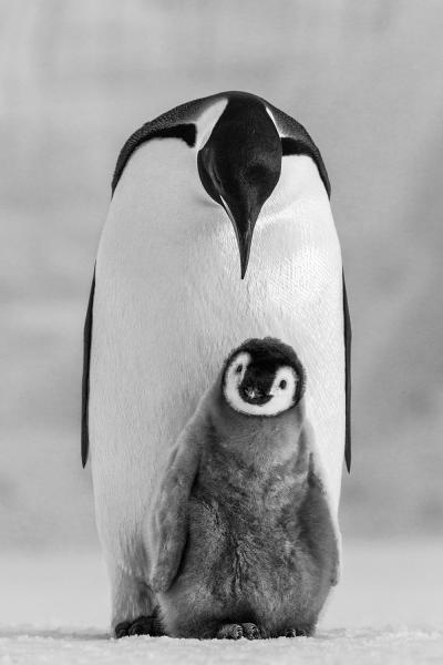 Paul Nicklen COMMITMENT 10 