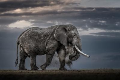 Paul Nicklen EARTH ECHOES 10 