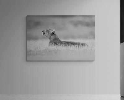 Paul Nicklen EMPRESS OF THE ANDEES 10 