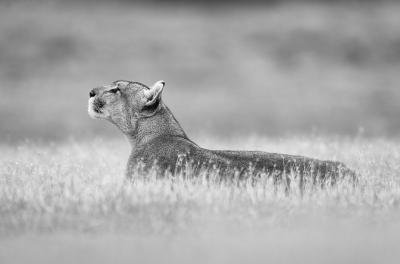 Paul Nicklen EMPRESS OF THE ANDEES