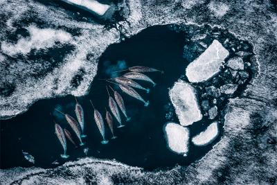 Paul Nicklen GATHERING OF UNICORNS 15 