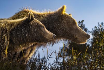 Paul Nicklen GOLDEN BOND 3 10 