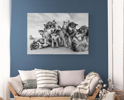 Paul Nicklen HUSKY HUDDLE 13 15 