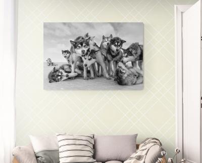 Paul Nicklen HUSKY HUDDLE