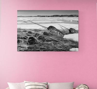 Paul Nicklen IVORY BRIGADE 15 