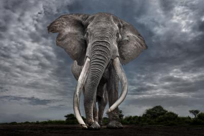 Paul Nicklen LEGEND