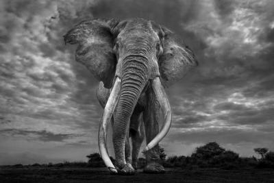 Paul Nicklen LEGEND B W 10 