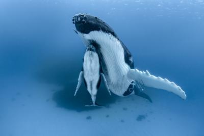 Paul Nicklen MEGAPTERA