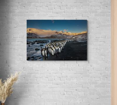 Paul Nicklen MORNING KINGS 15 