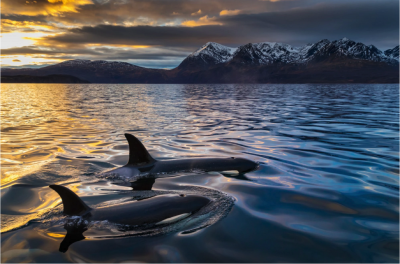 Paul Nicklen NORWEGIAN SUNSET CRUISE 2 10 