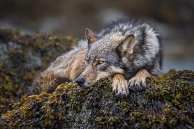 Paul Nicklen ON THE ROCKS 10 