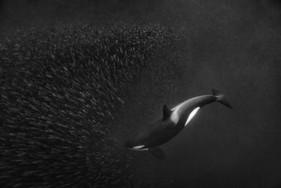 Paul Nicklen ORCA BALLET 10 