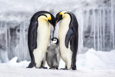 Paul Nicklen PARENTHOOD 20 