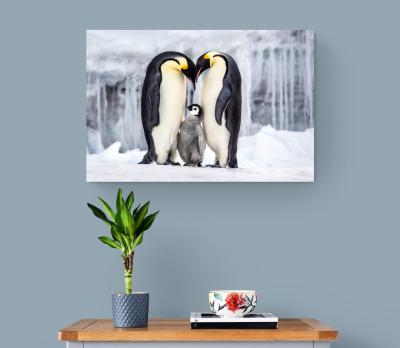 Paul Nicklen PARENTHOOD 20 