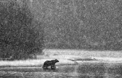 Paul Nicklen PATH OF THE GRIZZLY 3 10 