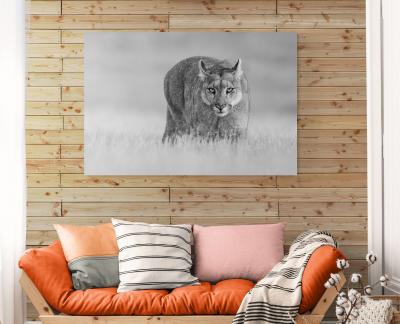 Paul Nicklen PETAKA QUEEN OF PATAGONIA 