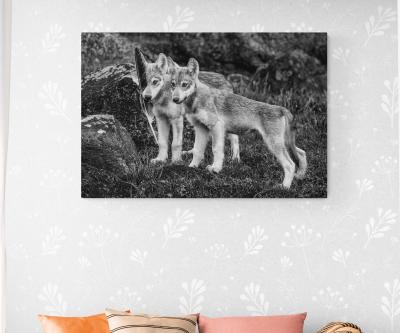 Paul Nicklen PLAYTIME 15 