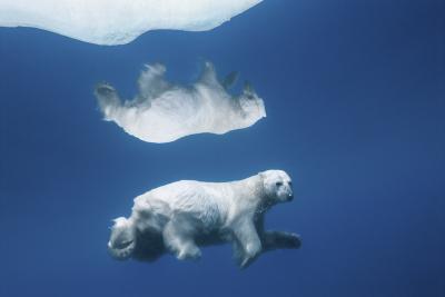 Paul Nicklen POLAR REFLECTIONS 15 