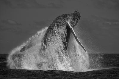 Paul Nicklen REVOLUTION 15 