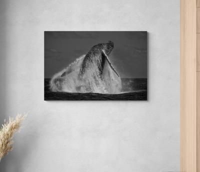 Paul Nicklen REVOLUTION 15 