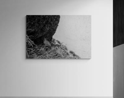 Paul Nicklen SILENT VIGIL