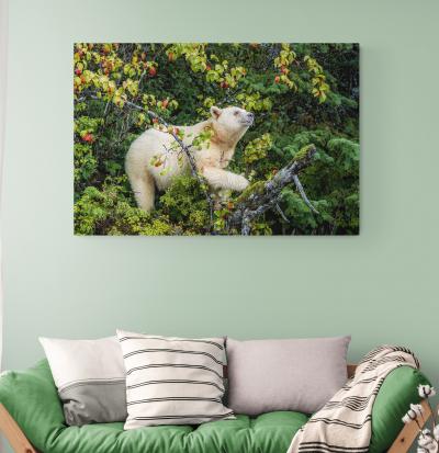 Paul Nicklen SPIRIT OF THE RAINFOREST 2 15 