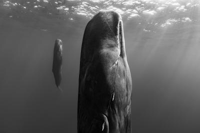 Paul Nicklen SUSPENDED GRACE 10 