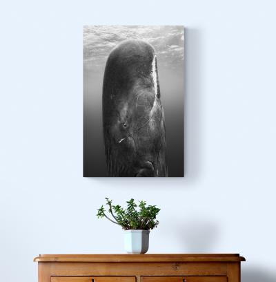 Paul Nicklen SUSPENDED GRACE 10 