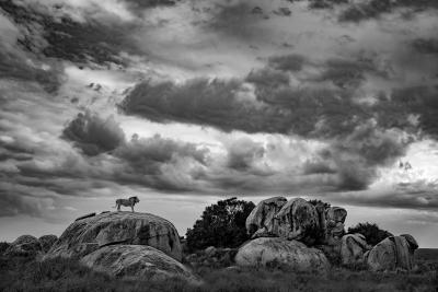 Paul Nicklen Storm Keeper 10 