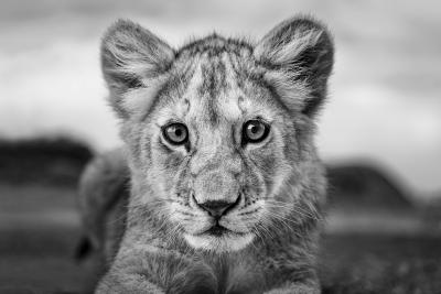 Paul Nicklen Super Cub