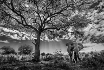 Paul Nicklen THE OLD GUARD 10 