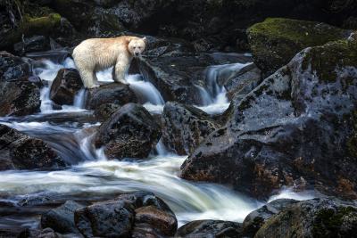 Paul Nicklen THE WAITING GAME