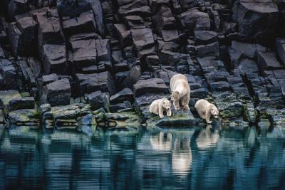 Paul Nicklen The Long Summer 15 