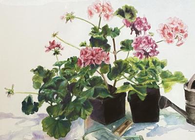 Peggy Dressel Geraniums 