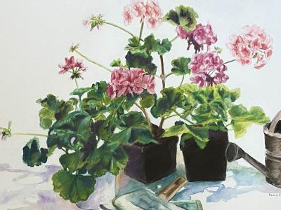 Peggy Dressel Geraniums 