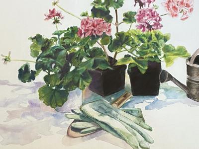 Peggy Dressel Geraniums 