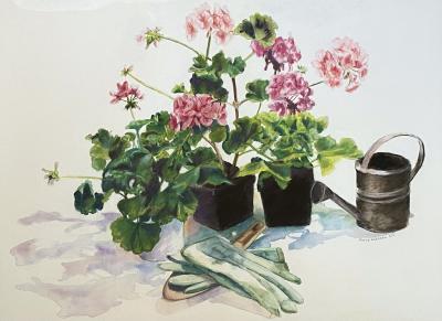 Peggy Dressel Geraniums 